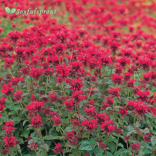 Red Shades Monarda Seeds