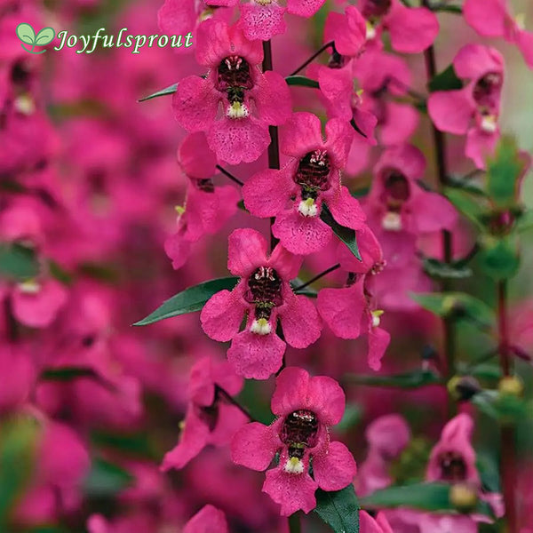 Serena Rose Angelonia Seeds