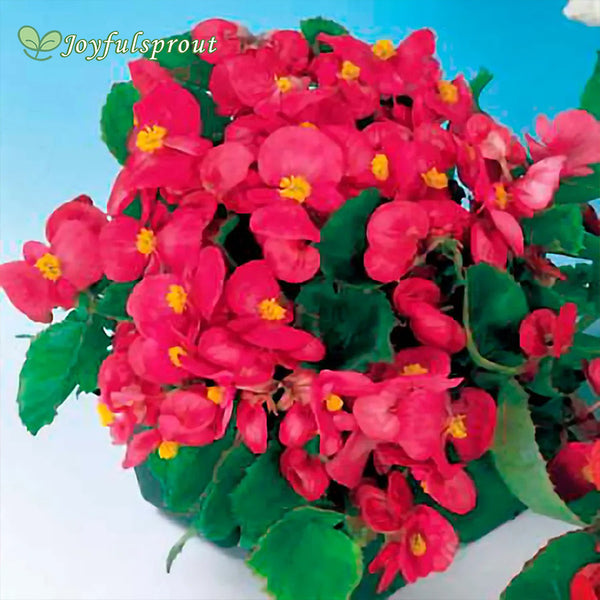 Pizzazz Deep Rose Begonia Seeds