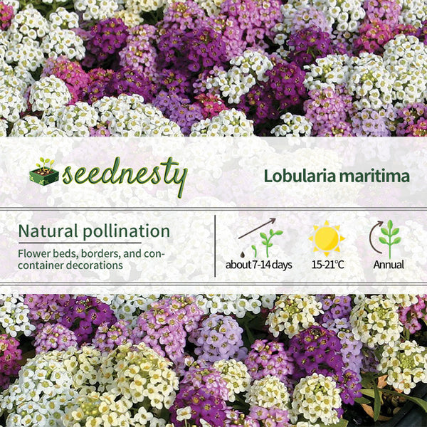 Wonderland Mix Sweet Alyssum Seeds