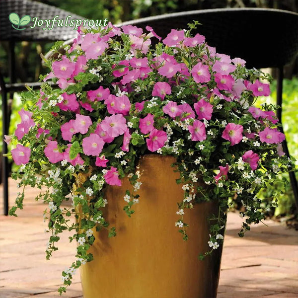 Silk 'n Satin Petunia-Bacopa Seeds