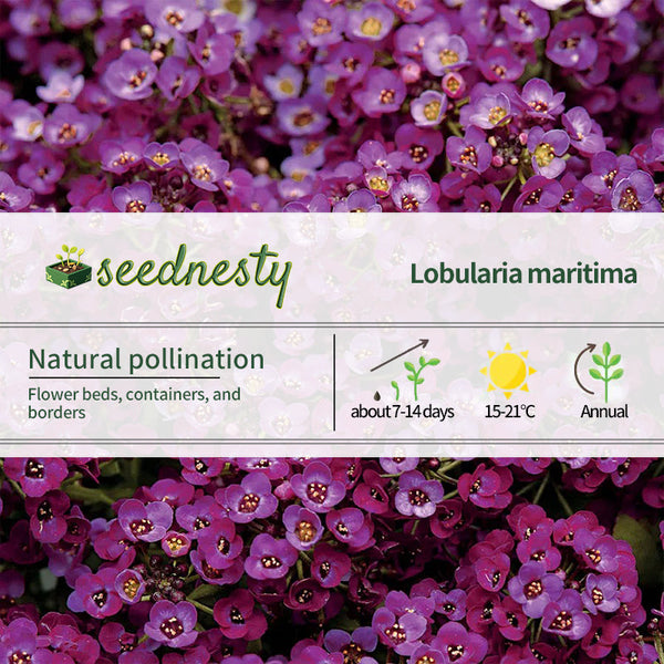 Clear Crystal Purple Shades Sweet Alyssum Seeds
