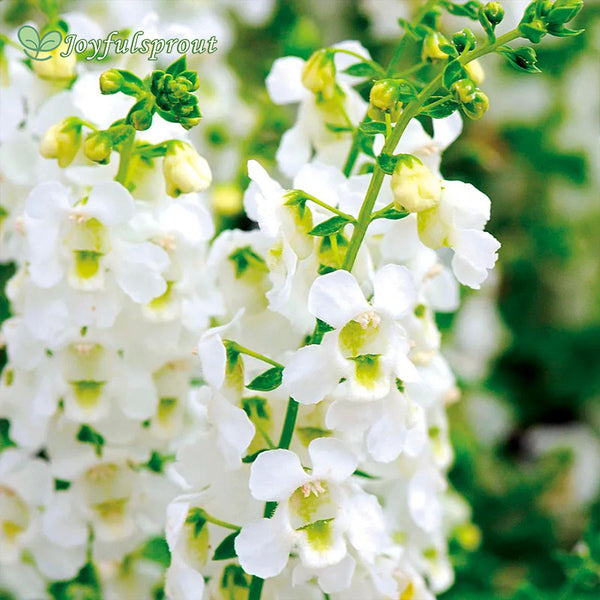 Serena White Angelonia Seeds
