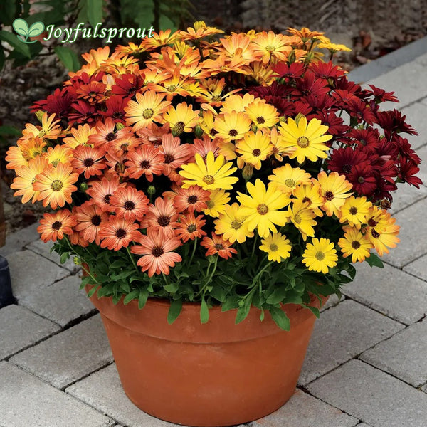 Sunset Shades Osteospermum Seeds