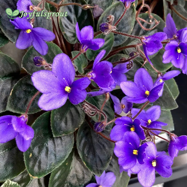 Heirloom African Violet Seeds