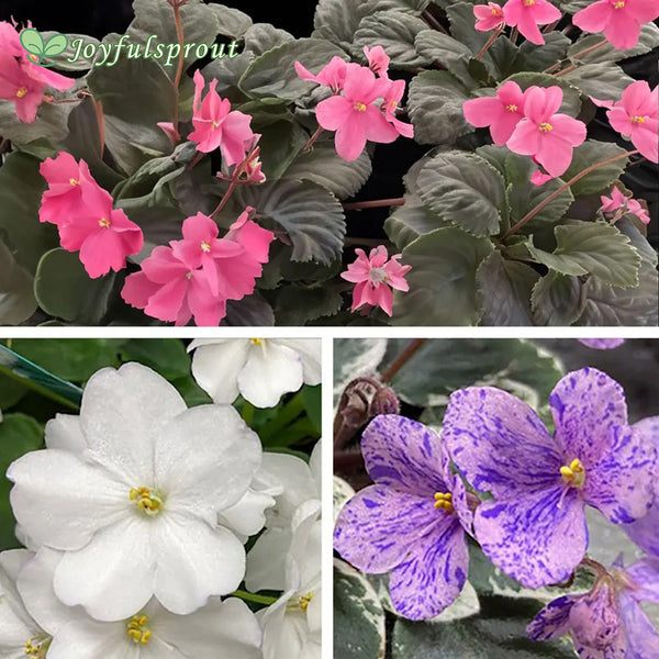 Little Gems African Violet Seeds