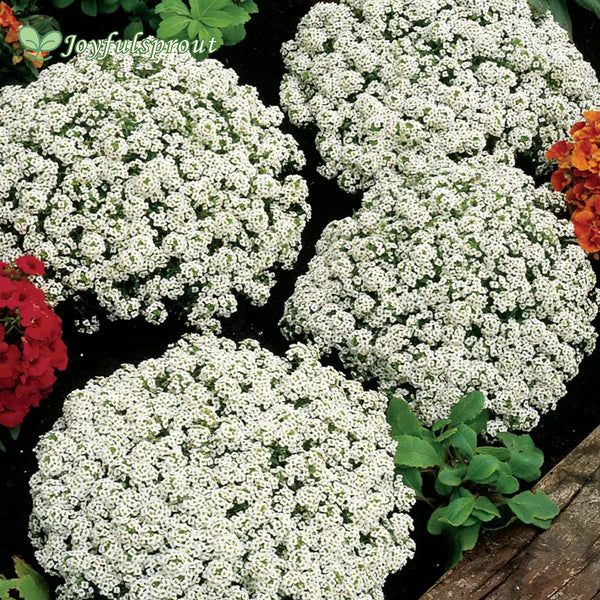 Snow Crystals Sweet Alyssum Seeds
