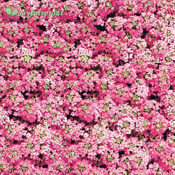 Easter Bonnet Deep Pink Sweet Alyssum Seeds