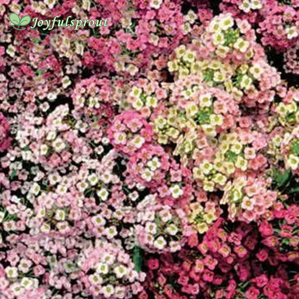 Pastel Carpet Sweet Alyssum Seeds