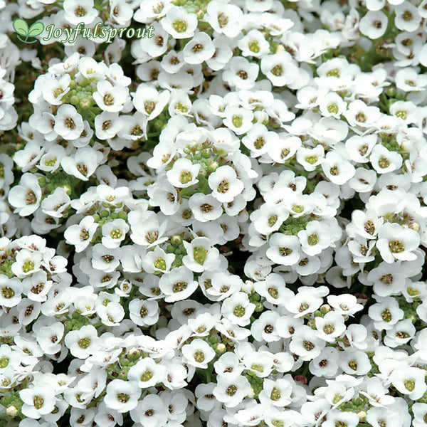 Clear Crystal White Sweet Alyssum Seeds