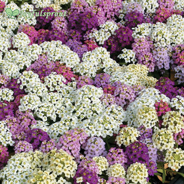 Wonderland Mix Sweet Alyssum Seeds