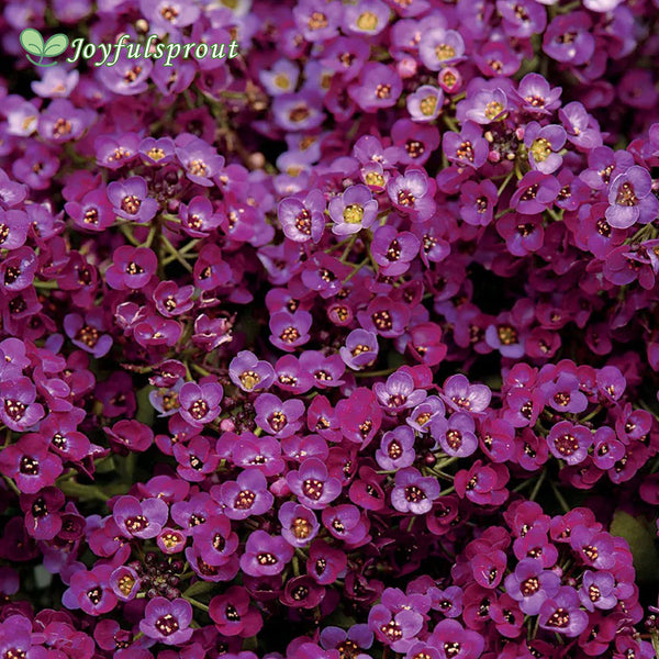 Clear Crystal Purple Shades Sweet Alyssum Seeds