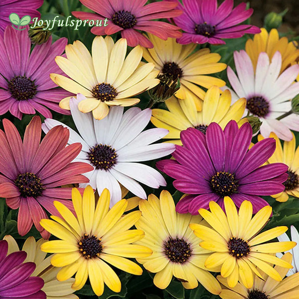 Akila Grand Canyon Mix Osteospermum Seeds