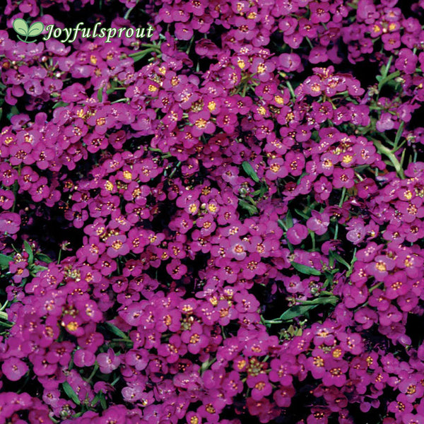 Wonderland Deep Purple Sweet Alyssum Seeds