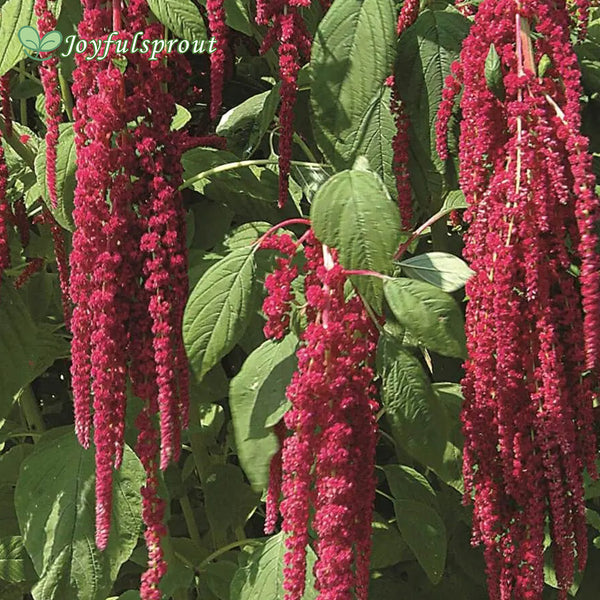 Love-Lies-Bleeding Red Amaranthus Seeds