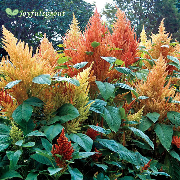 Autumn's Touch Amaranthus Seeds