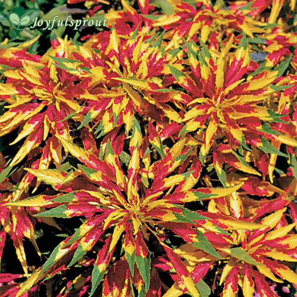 Perfecta Amaranthus Seeds