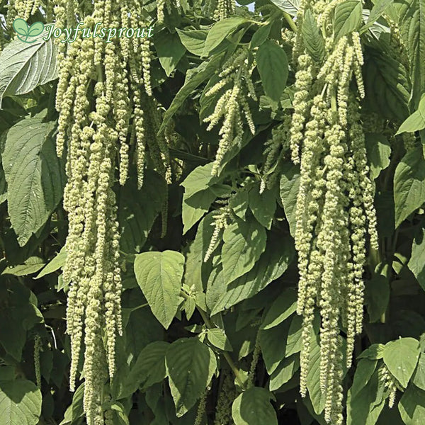 Love-Lies-Bleeding Green Amaranthus Seeds