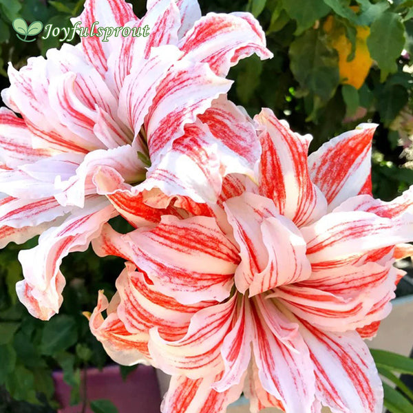 Amaryllis 'Dancing Queen' (Hippeastrum)