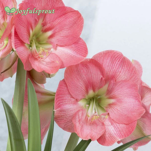 Amaryllis 'Susan' (Hippeastrum)