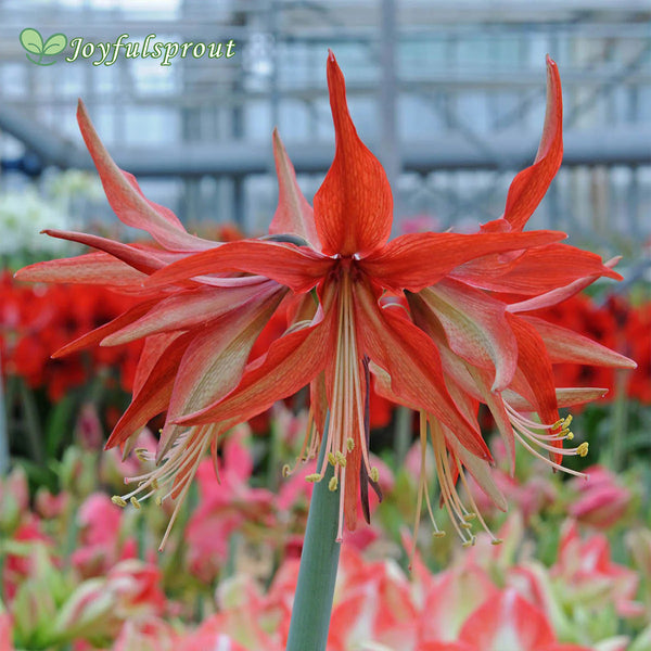 Amaryllis 'Sumatra' (Hippeastrum)
