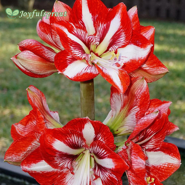 Amaryllis (Hippeastrum)