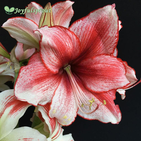 Amaryllis 'Charisma' (Hippeastrum)