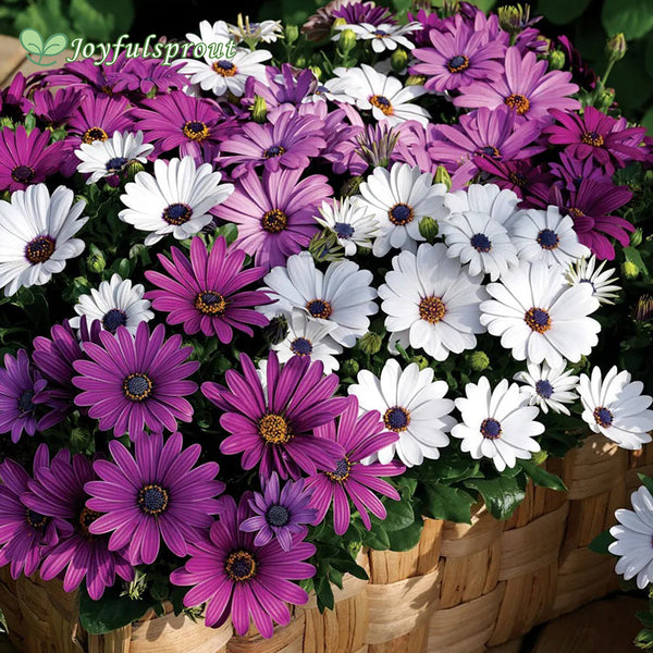 Asti Mix Osteospermum Seeds