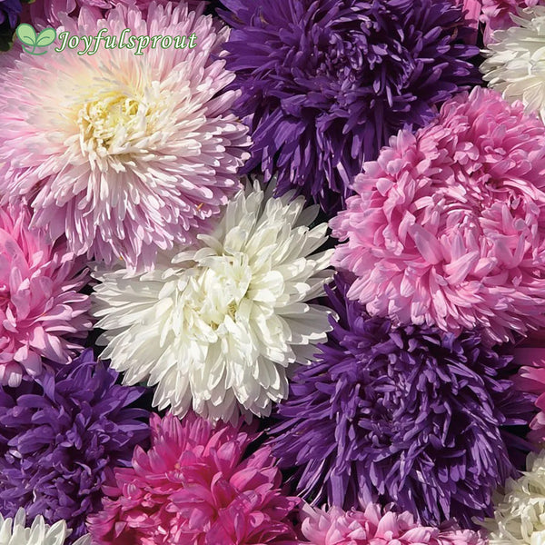 Park's Picks Mix Aster Seeds