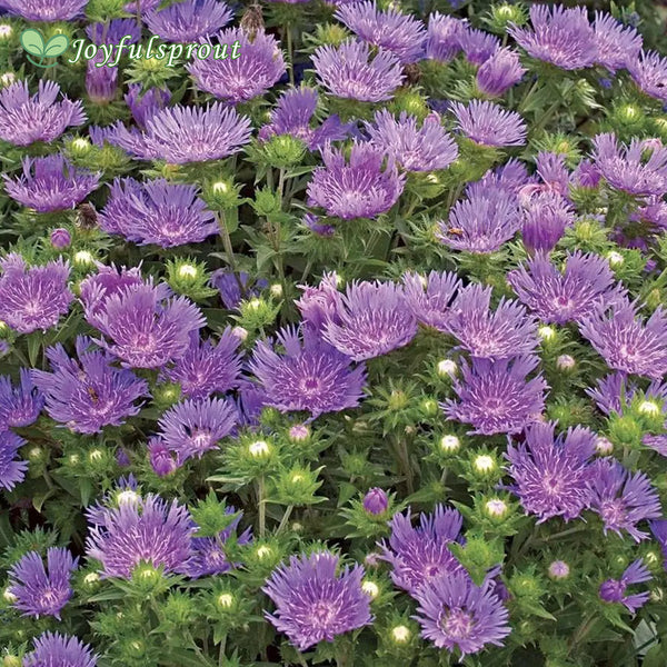 'Peachie's Pick' Stokes Aster