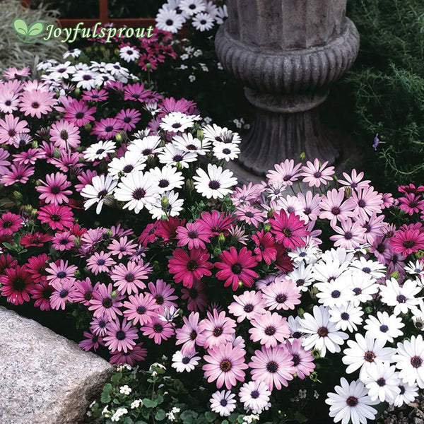 Passion Mix Osteospermum Seeds
