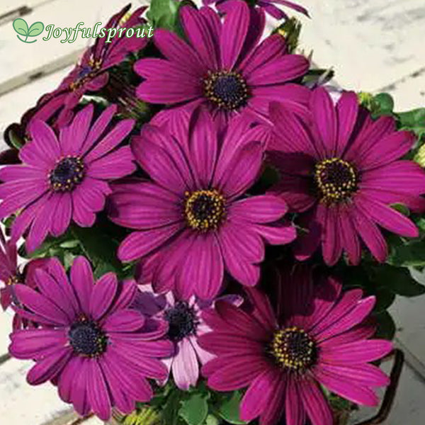Asti Purple Osteospermum Seeds