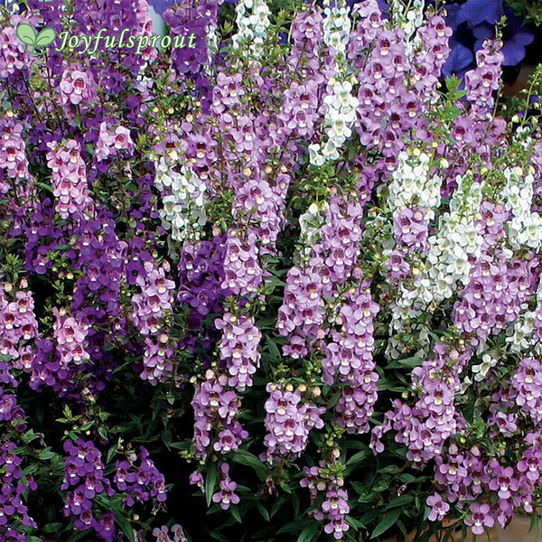 Serenita Mix Angelonia Seeds
