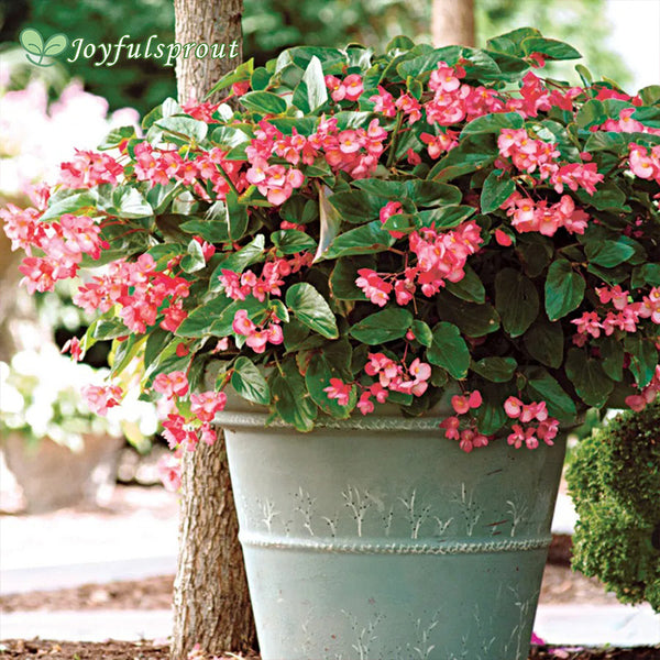 Dragon Wing Pink Begonia Seeds