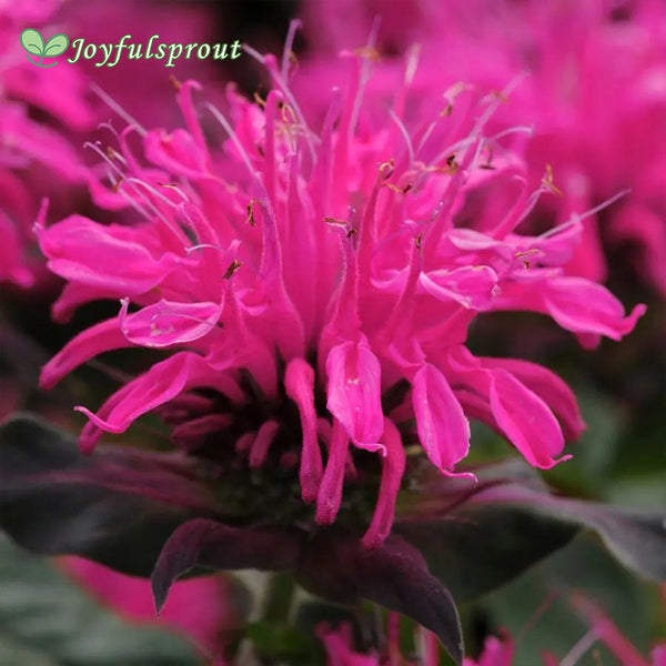 Monarda Balmy Rose