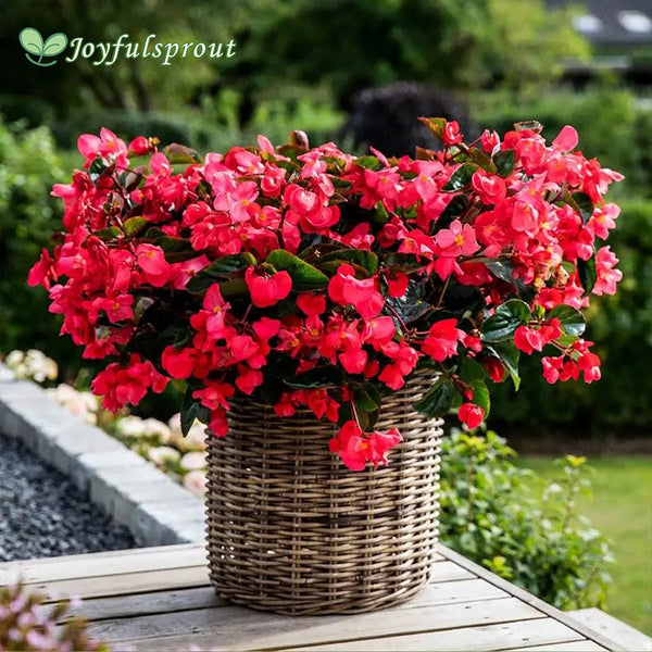 Viking Explorer Rose on Green Begonia Seeds