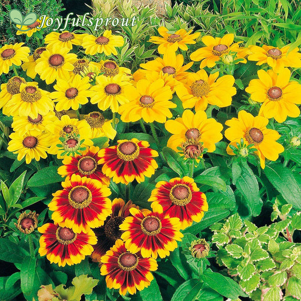 Toto Mix Rudbeckia Seeds