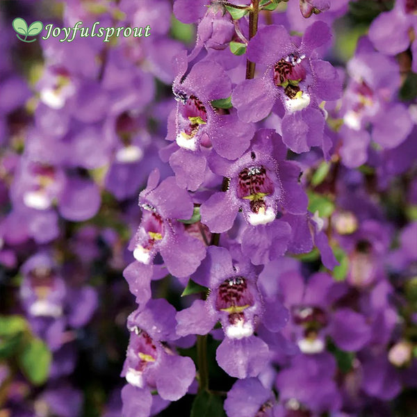 Serena Purple Angelonia Seeds