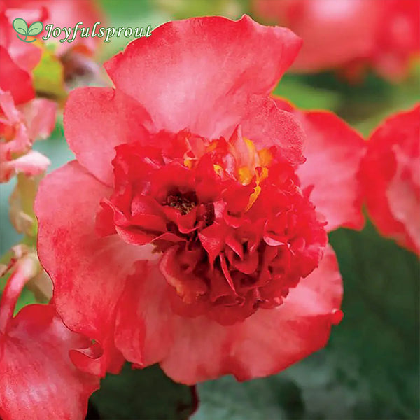 Fiona Red Begonia Seeds