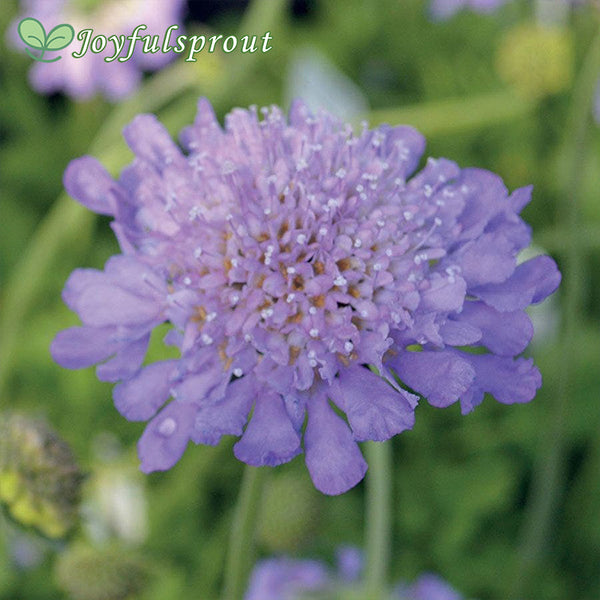 Butterfly Blue Pincushion Flower