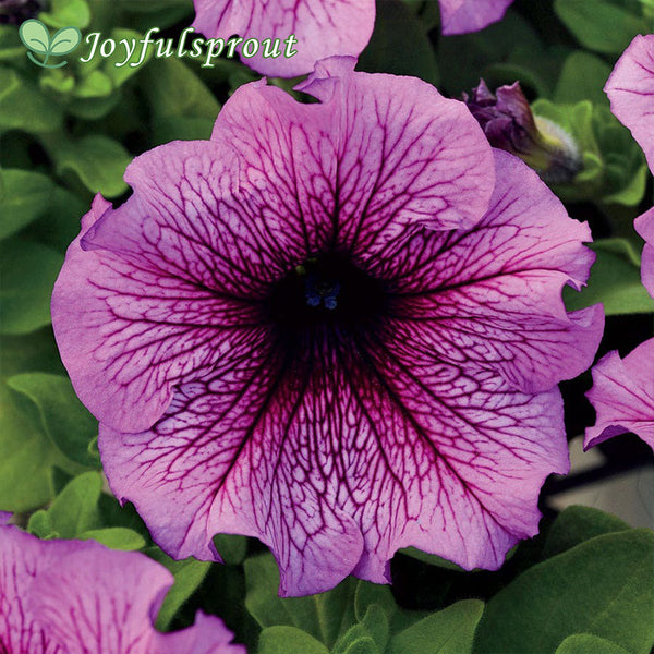 Daddy Sugar Petunia Seeds