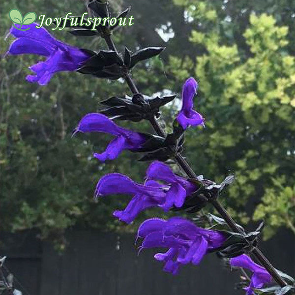 Salvia BODACIOUS 'Rhythm & Blues'
