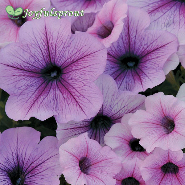 Easy Wave Plum Vein Petunia Seeds
