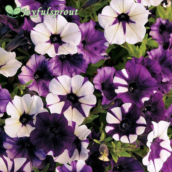 Shock Wave Tie Dye Purple Petunia Seeds