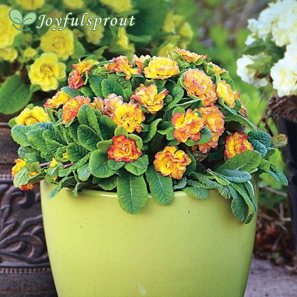 Primula Belarina 'Nectarine'