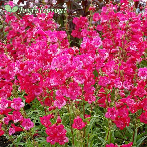 Penstemon Cha Cha 'Hot Pink' Beardtongue