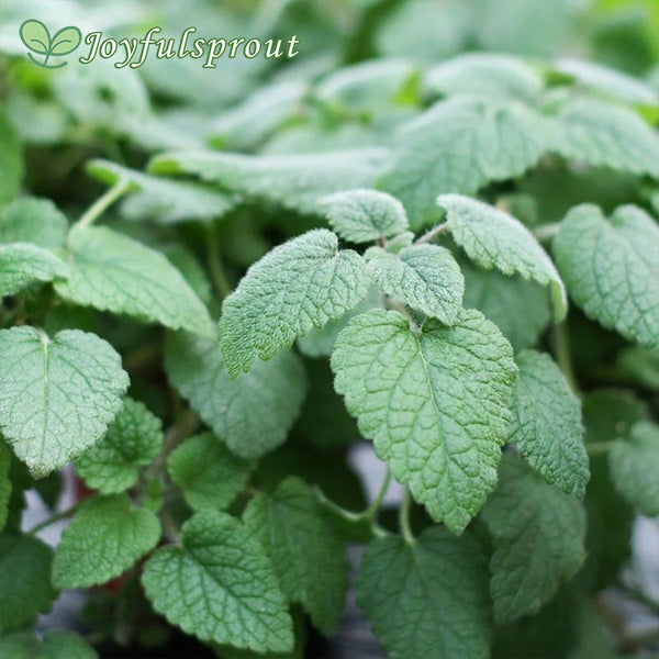 Mandarina Orange Balm Herb Seeds