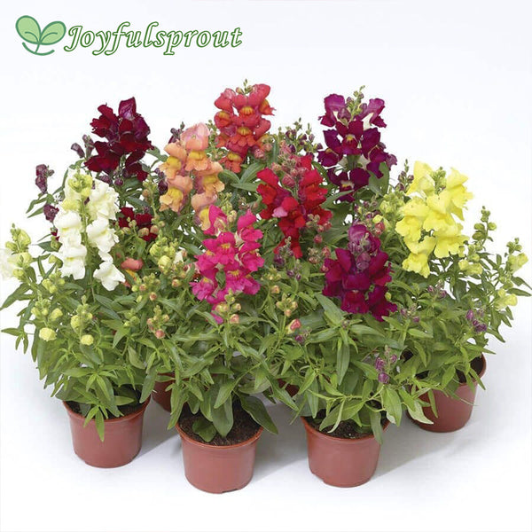 Snaptini Mix Dwarf Snapdragon Seeds
