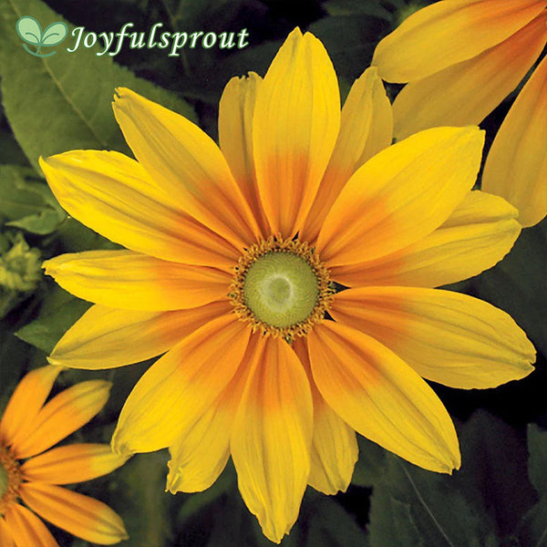 Prairie Sun Rudbeckia Seeds