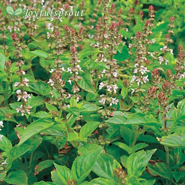 Mrs. Burns' Lemon Basil Seeds